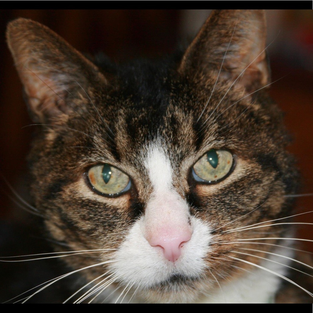 Meet your Posher, Bailey